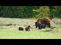 grizzly bear 399 and her 4 cubs in grand teton national park