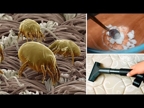 How to Remove Dust Mites From A Mattress Fast How to Remove Dust Mites From A Mattress Fast
