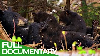 Black Bears - A Family's Epic Fight for Survival | Free Documentary Nature