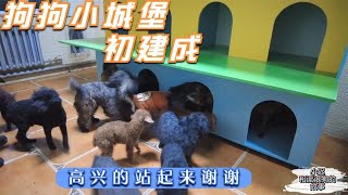 狗狗城堡初建成，狗狗都有了自己的小窝，高兴的站起来谢谢  Dog rescue in China 20220111