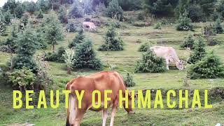 Shimla Himachal Amazing Hidden Places | Beauty of Himachal | Visit Himachal | Himachal India |