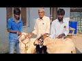 40 జీవాలతో పొట్టేళ్ళ పెంపకం sheep farming in telugu ఒక్కోటి 60౼80 కేజీలు sheep farming videos