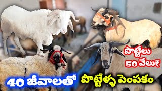 40 జీవాలతో పొట్టేళ్ళ పెంపకం |  Sheep farming in Telugu ! ఒక్కోటి 60౼80 కేజీలు sheep farming videos