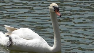 コブハクチョウ　悠々と泳ぐ姿　【掛川花鳥園】