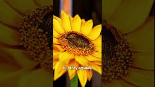 How Sunflowers Are Harvested