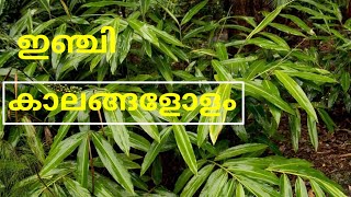 Ginger ||Ginger preservation ||preserved ginger||ഇഞ്ചി കൃഷി ||