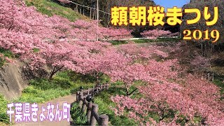 頼朝桜まつり 2019 （千葉県鋸南町）/ 早咲き頼朝桜（河津桜）2019年2月24日