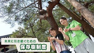 ＃271　さがCテレビ「保存樹制度」篇：佐賀市