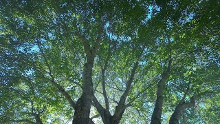 BAREFOOT Trail Running POV