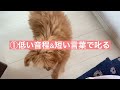 【本気噛み•噛み癖】〇〇するだけ！？犬のしつけ方は性格ごとに違う！