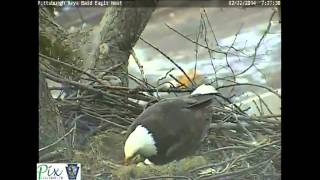 Pittsburgh Hays bald eagle second egg