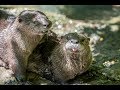 Orphaned river otters meet for the first time