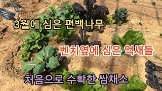 3월에 심은 편백나무와 농장에 심는 작두콩과 애풀수박