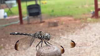 Our dragonfly friend followed us around #homestead #shorts #nature