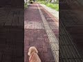 今日の散歩道🐶（さくら：アイランドシティ照葉住民サポーター） 犬のいる暮らし 散歩 福岡 shorts