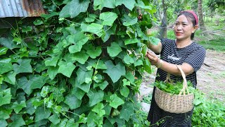 Picking Wild Rambutan Leaves Soup Cooking - Simple Life Cooking