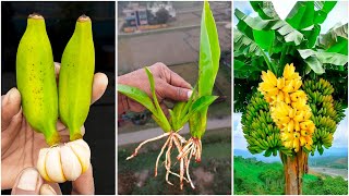 How to propagation banana tree from banana fruit || Use of hormone