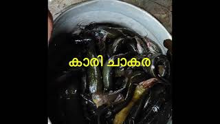 നാടൻ കാരി # കടു # Asian stinging catfish # fossil cat # nice # kadu # interesting #