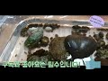 수족관 없이 가재 키우는 방법 _집콕놀이 취미생활 집콕취미 반려 crayfish 참가재키우기 수족관 가재잡기