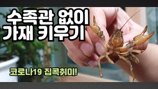 수족관 없이 가재 키우는 방법!_집콕놀이 #취미생활 #집콕취미 #반려 #crayfish #참가재키우기 #수족관 #가재잡기