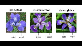 Iris Flower Classification -Decision Tree Algorithm #internship #sparks_foundation #codeandcombat