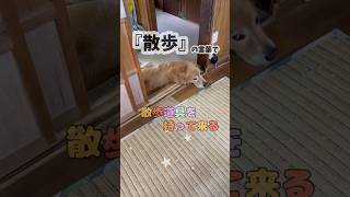 【散歩に行く？』の言葉で支度を始める可愛い愛犬