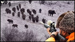 How Are American Farmers Dealing With The Millions Of Wild Boars That Are Ravaging Their Farms?