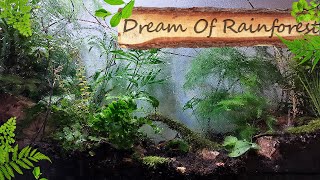 Creating a Rainforest for my Home | How to Make a Terrarium | Fern Indoor Plant Care