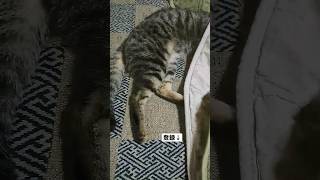 頭隠して尻隠さずのお手本2 #猫 #shorts