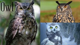 Great owl family  Horned  | Funny Owls And Cute Owls Mesmerising Owl Moments  🦉🦉🦉🦉🦉🦉🦉🦉🦉🦉🦉🦉🦉🦉🦉🦉