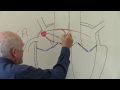 Cardiovascular System 3, Heart, electrical system
