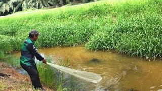 Menjala udang dan sepat Ronggeng sekitar Jeram-Catch gourami fish using Traditional Net Fishing