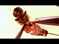 honeybee dissection and honey stomach removal