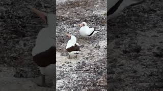 Pair of Nazca Boobies courtship head bobs on Genovesa Island