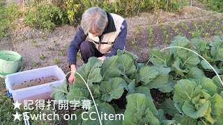 [狐狸菜園] 高麗菜 白花椰菜的後期追肥 第一次把發酵的咖啡豆外皮用成液態肥來施加 期待後期長勢 coffee peel fertilizer for cabbage and cauliflower