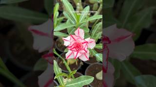 500+ Rosy Adenium sell online // desert rose plant #plants #garden #adenium