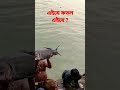 এইযে কাতলা জাল দিয়ে মাছ ধরা short video tik took video fish hunting