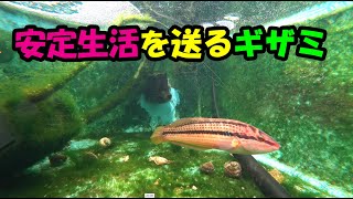 ギザミ（ベラ、キュウセン）を眺める会！