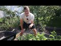 woah unexpectedly huge early organic potato harvest