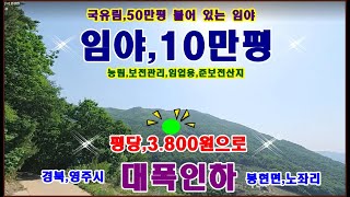 물번.281번) 대폭내린 임야,10만평 산양삼2억원 들여서 씨앗 뿌려 놓은 임야 평당,3.800원에 재 매매합니다 4.000만원 인하해서 매매합니다 임도ㅡ,도로 잘 접하고 있습니다