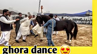 The Majestic Dance of Horses (Ghora Dance 2024)