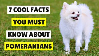 7 Cool Facts You Must Know About Pomeranians 😱