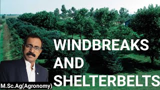 WINDBREAKS AND SHELTERBELTS