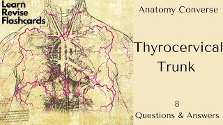 Thyrocervical Trunk Anatomy 8 Q\u0026A