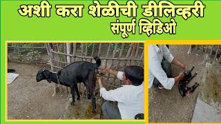 शेळीची डिलिव्हरी कशी करावी Shelichi dilivari kashi hote #शेळीचीडिलिव्हरी #शेतीमित्र# farmersfriend