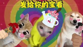 520快乐~香蕉猫送你香蕉花#抖音520好礼季 #猫猫教 #香蕉猫 #cheems