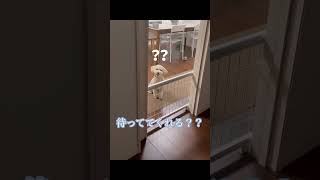 自分だけ置いて行かれるのが許せない犬　#shorts  #犬のいる暮らし