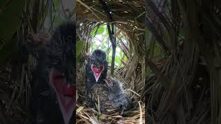 Baby Greater coucal Birds Very hungry (24) #birds #beautifulbird #nature #birdspecies #birdtypes