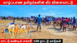 யாழ்ப்பாண மாட்டு வண்டில் சவாரி Jaffna Bullock Cart Race | Jaffna suthan