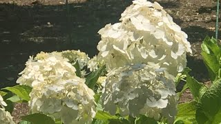 【紫陽花図鑑】　#ウェディングドレス　Hydrangea Japan 相模原北公園　相模原　緑区　下九沢